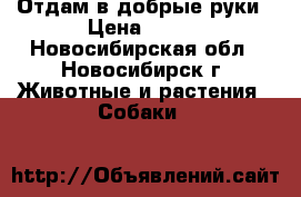 Отдам в добрые руки › Цена ­ 100 - Новосибирская обл., Новосибирск г. Животные и растения » Собаки   